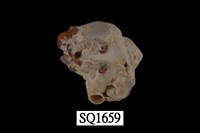 藏品(紫口珊瑚螺)的圖片